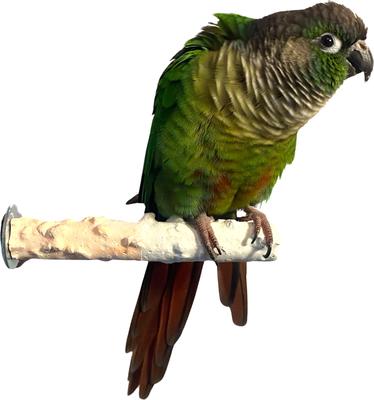 Show full view: Polly's Pet Products Banana Split Cuttlebone & Calcium Bird Perch, Orange & White, Small slide 2 of 11