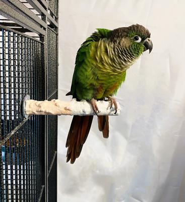 Show full view: Polly's Pet Products Banana Split Cuttlebone & Calcium Bird Perch, Orange & White, Small slide 3 of 11