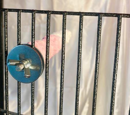 Show full view: Polly's Pet Products Banana Split Cuttlebone & Calcium Bird Perch, Pink & White, Medium slide 6 of 11