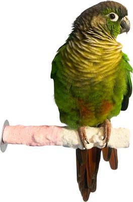 Show full view: Polly's Pet Products Banana Split Cuttlebone & Calcium Bird Perch, Pink & White, Small slide 2 of 11