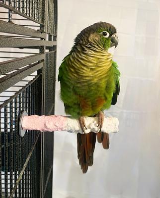 Show full view: Polly's Pet Products Banana Split Cuttlebone & Calcium Bird Perch, Pink & White, Small slide 3 of 11