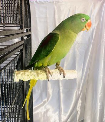 Show full view: Polly's Pet Products Banana Split Cuttlebone & Calcium Bird Perch, yellow & White, Medium slide 3 of 11