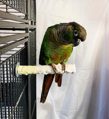 Show full view: Polly's Pet Products Banana Split Cuttlebone & Calcium Bird Perch, yellow & White, Small slide 3 of 11