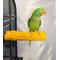 Show in main carousel: Polly's Pet Products Beach Sands Bird Perch, Gold, Large slide 4 of 11