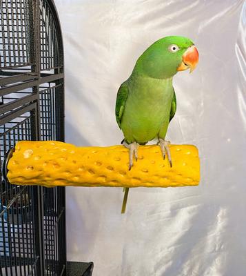 Show full view: Polly's Pet Products Beach Sands Bird Perch, Gold, Large slide 4 of 11