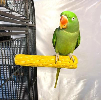 Show full view: Polly's Pet Products Beach Sands Bird Perch, Gold, Medium slide 5 of 8