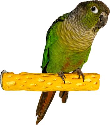 Show full view: Polly's Pet Products Beach Sands Bird Perch, Gold, Small slide 2 of 9