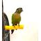 Show in main carousel: Polly's Pet Products Beach Sands Bird Perch, Gold, Small slide 9 of 9