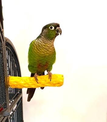 Show full view: Polly's Pet Products Beach Sands Bird Perch, Gold, Small slide 9 of 9