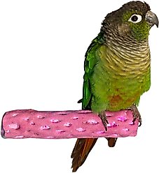Polly's Pet Products Beach Sands Bird Perch, Purple, Small slide 2 of 9