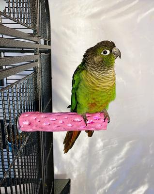 Show full view: Polly's Pet Products Beach Sands Bird Perch, Purple, Small slide 4 of 11