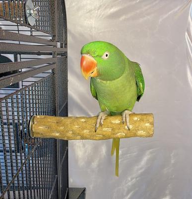 Show full view: Polly's Pet Products Beach Sands Bird Perch, Tan, Medium slide 4 of 11