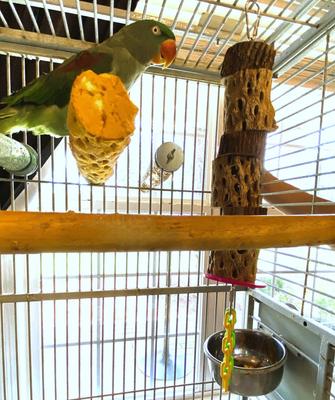 Show full view: Polly's Pet Products Cactus Delights Bird Toy, Brown, Large slide 7 of 10