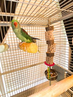 Show full view: Polly's Pet Products Cactus Delights Bird Toy, Brown, Large slide 4 of 10