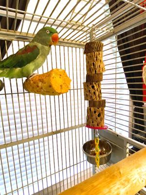 Show full view: Polly's Pet Products Cactus Delights Bird Toy, Brown, Large slide 2 of 10