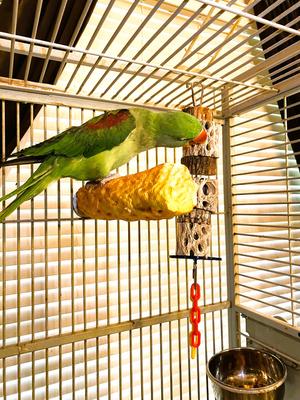 Show full view: Polly's Pet Products Cactus Delights Bird Toy, Brown, Medium slide 2 of 10