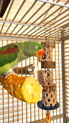 Show full view: Polly's Pet Products Cactus Delights Bird Toy, Brown, Medium slide 6 of 10