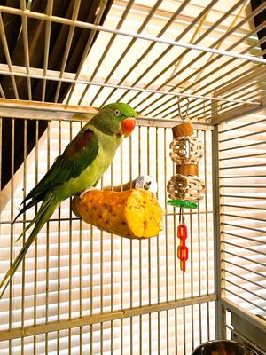 Show full view: Polly's Pet Products Cactus Delights Bird Toy, Brown, Small slide 2 of 11