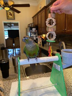 Show full view: Polly's Pet Products Cactus Delights Bird Toy, Brown, Small slide 9 of 11