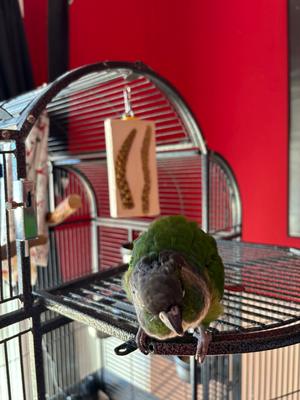 Show full view: Polly's Pet Products Cactus Snack Millet Double Bird Treats slide 7 of 9