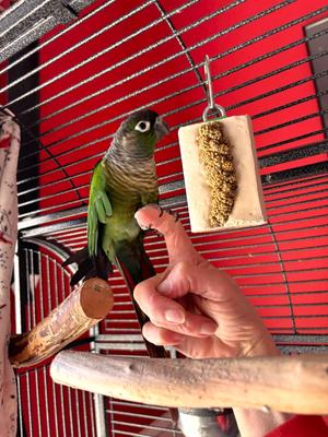 Show full view: Polly's Pet Products Cactus Snack Millet Mini Bird Treats slide 2 of 9