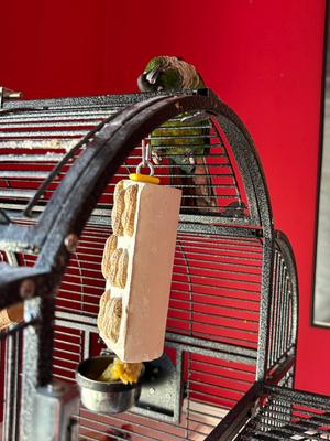 Show full view: Polly's Pet Products Cactus Snack Peanut Double Bird Treats slide 7 of 10