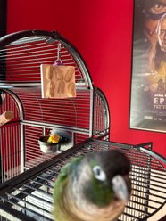 Polly's Pet Products Cactus Snack Peanut Single Bird Treats slide 2 of 9