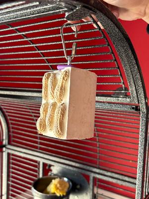 Show full view: Polly's Pet Products Cactus Snack Peanut Single Bird Treats slide 4 of 9