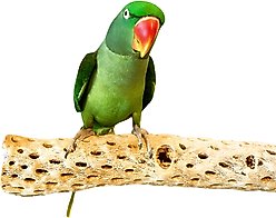 Polly's Pet Products Cholla Cactus Bird Perch, Natural wood, Large