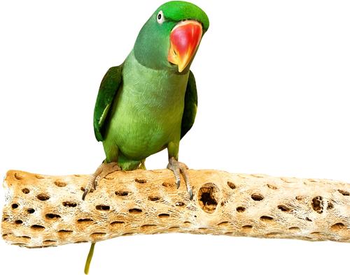 Show full view: Polly's Pet Products Cholla Cactus Bird Perch, Natural wood, Large slide 1 of 9