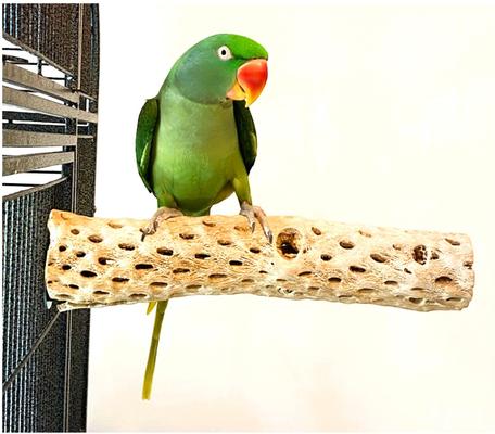 Show full view: Polly's Pet Products Cholla Cactus Bird Perch, Natural wood, Large slide 3 of 9