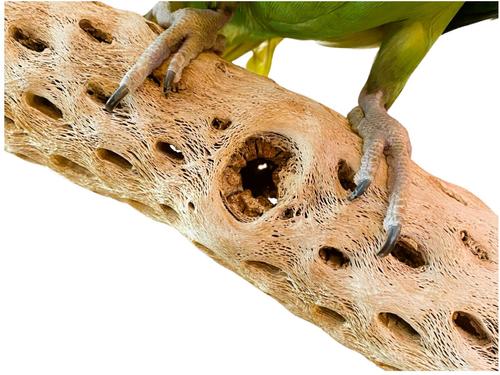 Show full view: Polly's Pet Products Cholla Cactus Bird Perch, Natural wood, Large slide 4 of 9