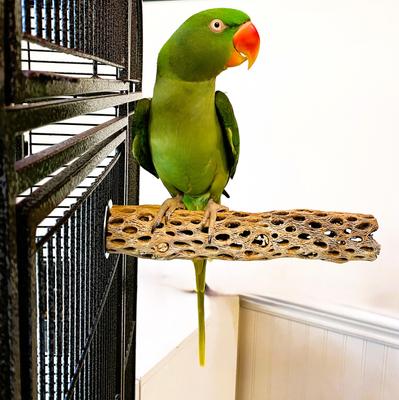 Show full view: Polly's Pet Products Cholla Cactus Bird Perch, Natural wood, Medium slide 3 of 9