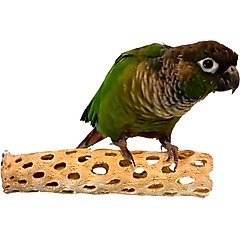 Polly's Pet Products Cholla Cactus Bird Perch, Natural wood, Small