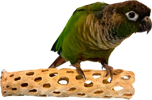Show full view: Polly's Pet Products Cholla Cactus Bird Perch, Natural wood, Small slide 1 of 9
