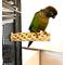Show in main carousel: Polly's Pet Products Cholla Cactus Bird Perch, Natural wood, Small slide 3 of 9
