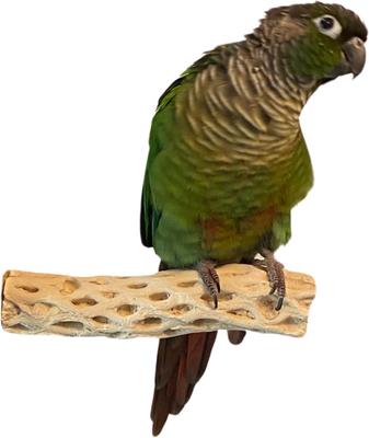 Show full view: Polly's Pet Products Cholla Cactus Bird Perch, Natural wood, Small slide 8 of 9