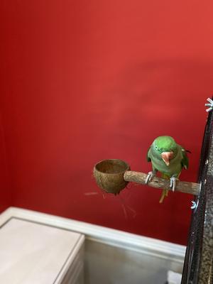 Show full view: Polly's Pet Products Coconut Cup Bird Perch, Small slide 5 of 5