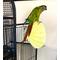 Show in main carousel: Polly's Pet Products Comfy Clam Flat Bird Perch, Large slide 3 of 10