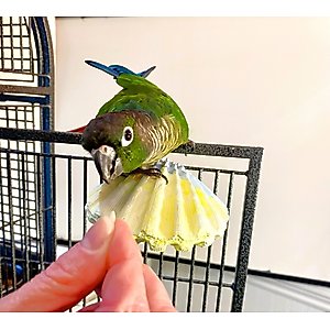 Polly's Pet Products Comfy Clam Flat Bird Perch, Small