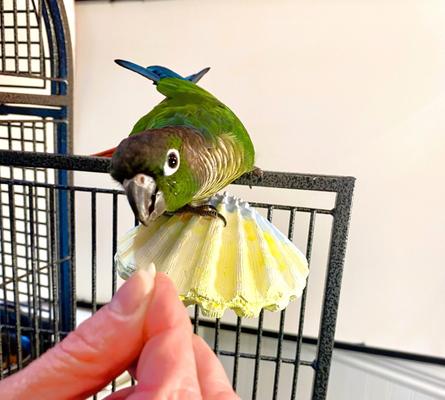 Show full view: Polly's Pet Products Comfy Clam Flat Bird Perch, Small slide 2 of 9