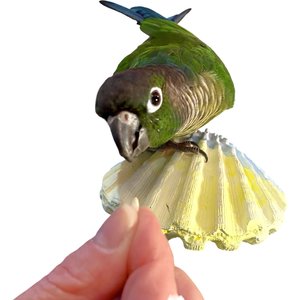 Polly's Pet Products Comfy Clam Flat Bird Perch, Small