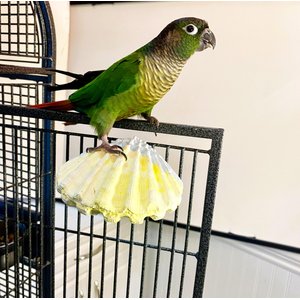 Polly's Pet Products Comfy Clam Flat Bird Perch, Small