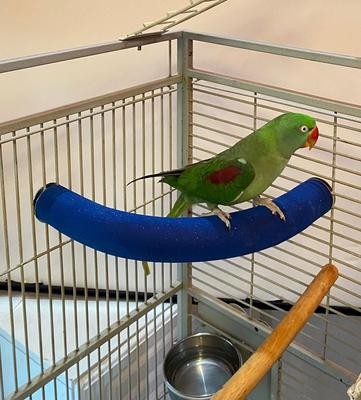 Show full view: Polly's Pet Products Cozy Corner Bird Perch, Blue, Large slide 3 of 8