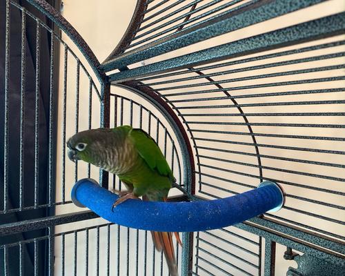 Show full view: Polly's Pet Products Cozy Corner Bird Perch, Blue, Small slide 3 of 8