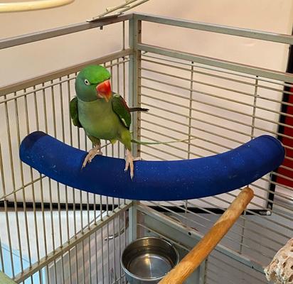 Show full view: Polly's Pet Products Cozy Corner Bird Perch, Blue, X-Large slide 3 of 8