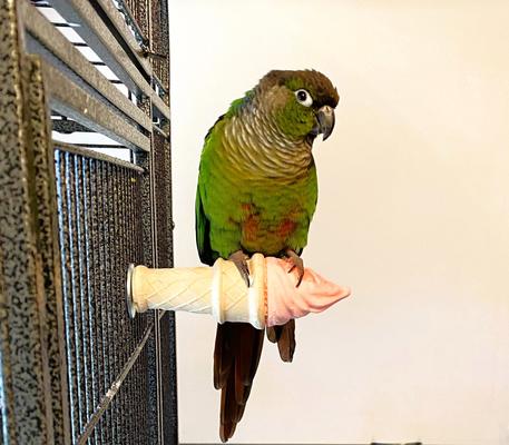 Show full view: Polly's Pet Products Edible Ice Cream Bird Perch, Small slide 2 of 10