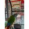 Show in main carousel: Polly's Pet Products Fun Roll Bird Toy, Small slide 3 of 4