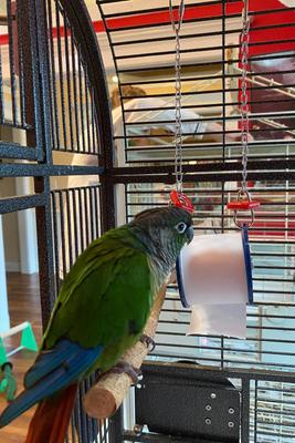 Show full view: Polly's Pet Products Fun Roll Bird Toy, Small slide 3 of 4