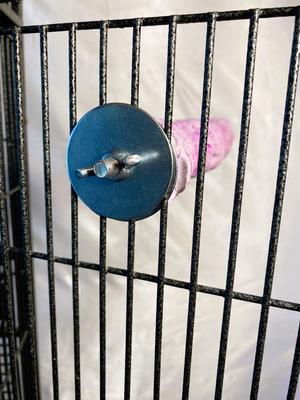 Show full view: Polly's Pet Products Grape Flavor Tooty Fruity Bee Pollen Bird Perch, Purple, Large slide 6 of 10